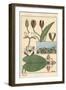 The Water Lily, Nelumbo Lutea, and Flower Parts, 1897 (Lithograph)-Eugene Grasset-Framed Giclee Print