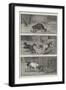 The Way of the World-S.t. Dadd-Framed Premium Giclee Print