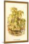 The Weeping Willow-W.h.j. Boot-Mounted Art Print