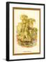 The Weeping Willow-W.h.j. Boot-Framed Art Print