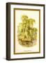 The Weeping Willow-W.h.j. Boot-Framed Art Print