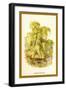 The Weeping Willow-W.h.j. Boot-Framed Art Print