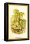 The Weeping Willow-W.h.j. Boot-Framed Stretched Canvas