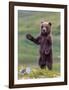 The Welcome Committee (Brown Bear Cub)-Art Wolfe-Framed Giclee Print