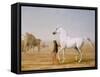 The Wellesley Grey Arabian Led Through the Desert, c.1810-Jacques-Laurent Agasse-Framed Stretched Canvas