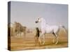 The Wellesley Grey Arabian Led Through the Desert, c.1810-Jacques-Laurent Agasse-Stretched Canvas