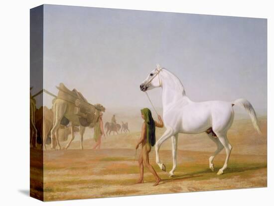 The Wellesley Grey Arabian Led Through the Desert, c.1810-Jacques-Laurent Agasse-Stretched Canvas