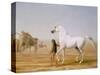 The Wellesley Grey Arabian Led Through the Desert, c.1810-Jacques-Laurent Agasse-Stretched Canvas