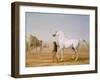 The Wellesley Grey Arabian Led Through the Desert, c.1810-Jacques-Laurent Agasse-Framed Giclee Print