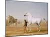 The Wellesley Grey Arabian Led Through the Desert, c.1810-Jacques-Laurent Agasse-Mounted Giclee Print