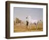 The Wellesley Grey Arabian Led Through the Desert, c.1810-Jacques-Laurent Agasse-Framed Giclee Print