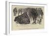 The Western Highlands, Connemara, Striking a Bargain, Galway Market-William Small-Framed Giclee Print