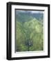 The Wettest Place on Earth, Mt. Waialeale, Kauai, Hawaii, USA-Anthony Waltham-Framed Photographic Print