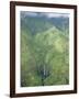 The Wettest Place on Earth, Mt. Waialeale, Kauai, Hawaii, USA-Anthony Waltham-Framed Photographic Print