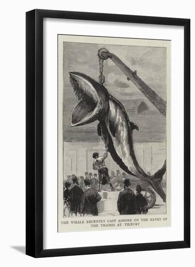 The Whale Recently Cast Ashore on the Banks of the Thames at Tilbury-null-Framed Premium Giclee Print