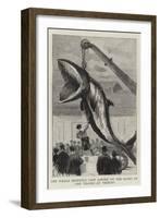 The Whale Recently Cast Ashore on the Banks of the Thames at Tilbury-null-Framed Giclee Print