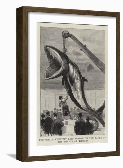 The Whale Recently Cast Ashore on the Banks of the Thames at Tilbury-null-Framed Giclee Print