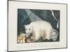 The White Bear, 1844-Aloys Zotl-Mounted Giclee Print