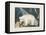 The White Bear, 1844-Aloys Zotl-Framed Stretched Canvas