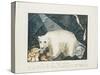 The White Bear, 1844-Aloys Zotl-Stretched Canvas