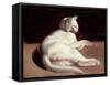 The White Cat, C.1817-18 (Oil on Canvas)-Theodore Gericault-Framed Stretched Canvas