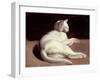 The White Cat, C.1817-18 (Oil on Canvas)-Theodore Gericault-Framed Giclee Print