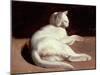 The White Cat, C.1817-18 (Oil on Canvas)-Theodore Gericault-Mounted Giclee Print