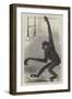 The White-Cheeked Gibbon, at the Zoological Society's Gardens-null-Framed Giclee Print