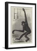 The White-Cheeked Gibbon, at the Zoological Society's Gardens-null-Framed Giclee Print