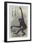 The White-Cheeked Gibbon, at the Zoological Society's Gardens-null-Framed Giclee Print