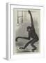 The White-Cheeked Gibbon, at the Zoological Society's Gardens-null-Framed Giclee Print