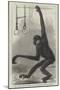 The White-Cheeked Gibbon, at the Zoological Society's Gardens-null-Mounted Giclee Print