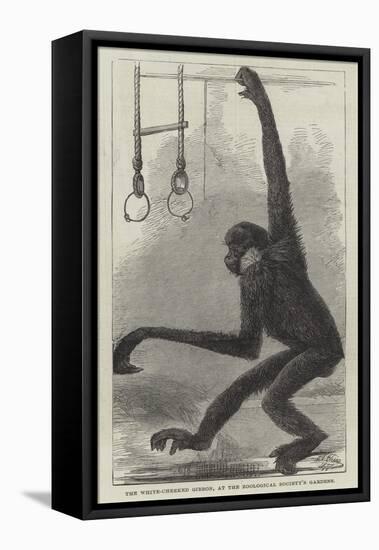 The White-Cheeked Gibbon, at the Zoological Society's Gardens-null-Framed Stretched Canvas