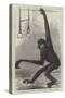 The White-Cheeked Gibbon, at the Zoological Society's Gardens-null-Stretched Canvas