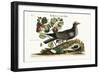 The White-Crowned Pigeon, 1749-73-Mark Catesby-Framed Giclee Print
