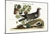 The White-Crowned Pigeon, 1749-73-Mark Catesby-Mounted Giclee Print