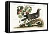 The White-Crowned Pigeon, 1749-73-Mark Catesby-Framed Stretched Canvas
