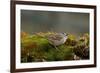 The White-Crowned Sparrow, Native to North America-Richard Wright-Framed Photographic Print