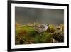 The White-Crowned Sparrow, Native to North America-Richard Wright-Framed Photographic Print