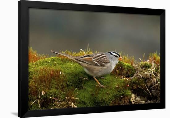 The White-Crowned Sparrow, Native to North America-Richard Wright-Framed Photographic Print