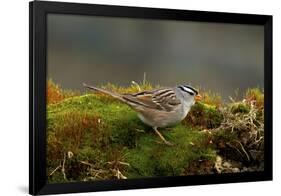 The White-Crowned Sparrow, Native to North America-Richard Wright-Framed Photographic Print