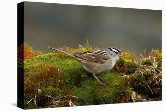 The White-Crowned Sparrow, Native to North America-Richard Wright-Stretched Canvas