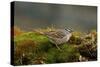 The White-Crowned Sparrow, Native to North America-Richard Wright-Stretched Canvas