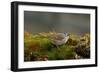 The White-Crowned Sparrow, Native to North America-Richard Wright-Framed Photographic Print