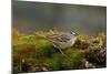 The White-Crowned Sparrow, Native to North America-Richard Wright-Mounted Photographic Print