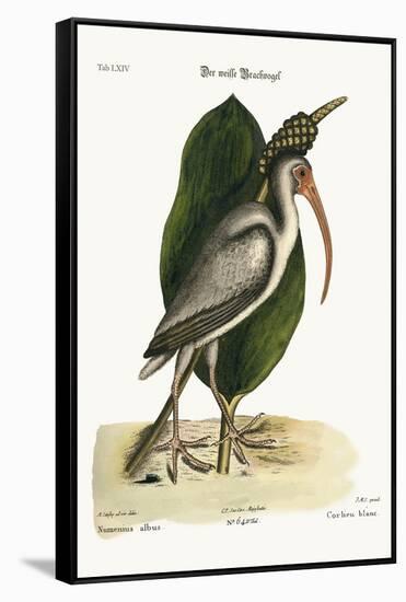 The White Curlew, 1749-73-Mark Catesby-Framed Stretched Canvas