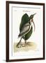 The White Curlew, 1749-73-Mark Catesby-Framed Premium Giclee Print