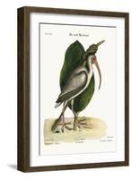 The White Curlew, 1749-73-Mark Catesby-Framed Giclee Print