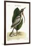 The White Curlew, 1749-73-Mark Catesby-Framed Giclee Print