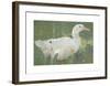 The White Drake-Joseph Crawhall-Framed Premium Giclee Print